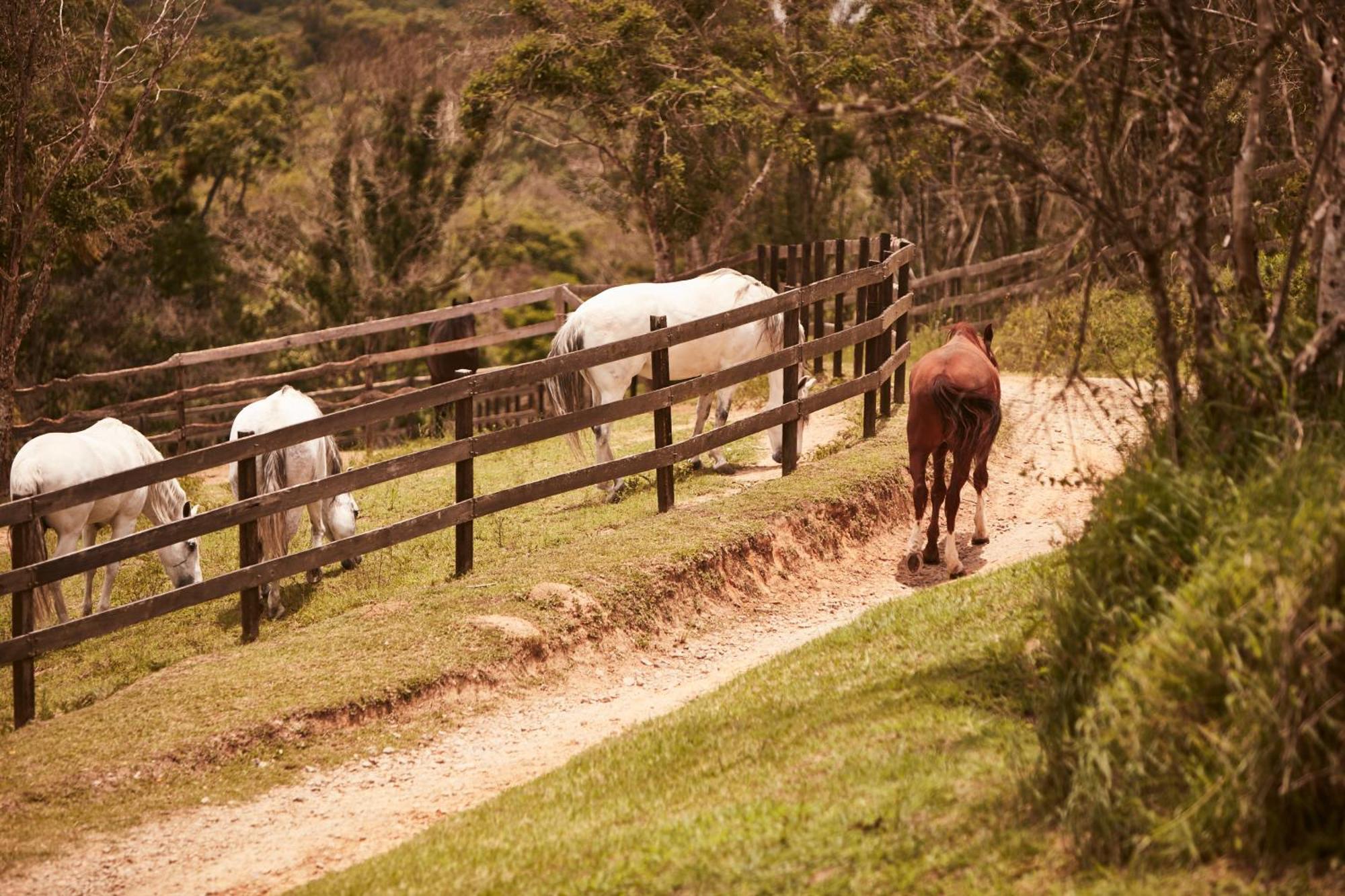 Hotel Fazenda Morros Verdes Ecolodge อีบิวนา ภายนอก รูปภาพ